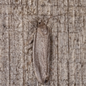 Oecophoridae provisional group 2 at Melba, ACT - 21 Jan 2021 11:53 PM