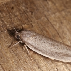 Oecophoridae provisional group 2 at Melba, ACT - 21 Jan 2021