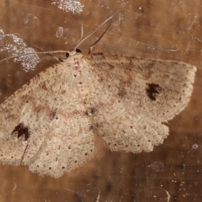 Casbia tanaoctena (Speckled Casbia) at Melba, ACT - 21 Jan 2021 by kasiaaus