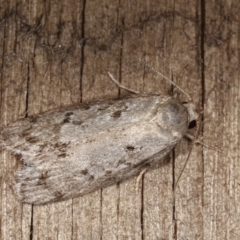 Philobota philostaura (A Concealer moth (Philobota group)) at Melba, ACT - 22 Jan 2021 by kasiaaus