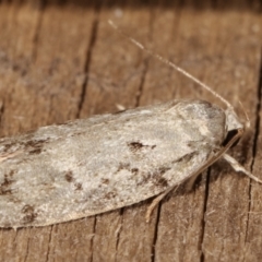 Philobota philostaura at Melba, ACT - 22 Jan 2021