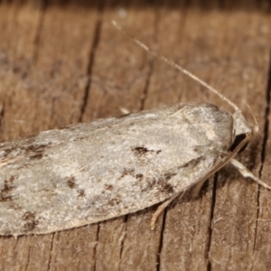 Philobota philostaura at Melba, ACT - 22 Jan 2021 12:00 AM