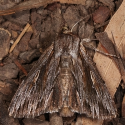 Persectania ewingii (Southern Armyworm) at Melba, ACT - 22 Jan 2021 by kasiaaus