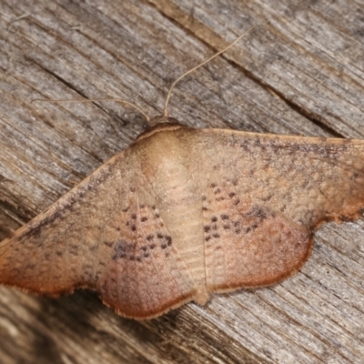 Aglaopus centiginosa (Dark-fringed Leaf Moth) at Melba, ACT - 21 Jan 2021 by kasiaaus