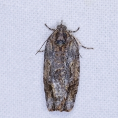 Acropolitis excelsa (A Tortricid moth) at Melba, ACT - 22 Jan 2021 by kasiaaus