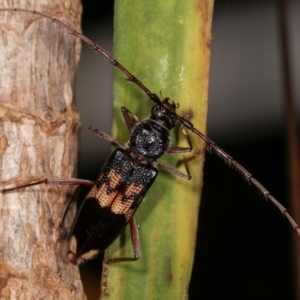 Phoracantha semipunctata at Melba, ACT - 22 Jan 2021