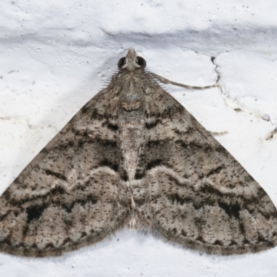 Lipogya eutheta (Grey Bark Moth) at Melba, ACT - 21 Jan 2021 by kasiaaus