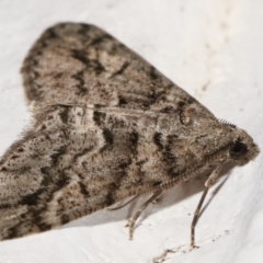 Lipogya eutheta at Melba, ACT - 22 Jan 2021 01:05 AM