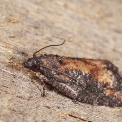 Tortricinae (subfamily) (A tortrix moth) at Melba, ACT - 22 Jan 2021 by kasiaaus