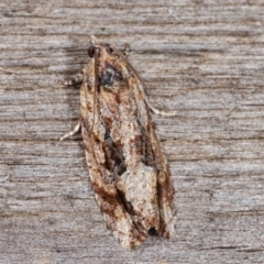 Thrincophora lignigerana (A Tortricid moth) at Melba, ACT - 21 Jan 2021 by kasiaaus