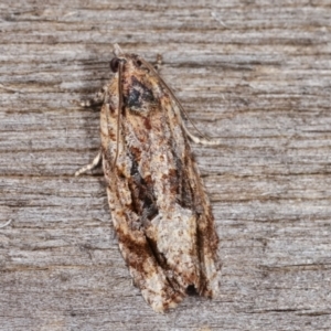 Thrincophora lignigerana at Melba, ACT - 22 Jan 2021 01:07 AM