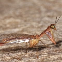 Mantispidae (family) (Unidentified mantisfly) at Melba, ACT - 21 Jan 2021 by kasiaaus