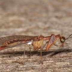 Mantispidae (family) at Melba, ACT - 22 Jan 2021 01:09 AM