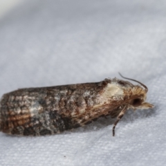 Cryptoptila immersana (A Tortricid moth) at Melba, ACT - 21 Jan 2021 by kasiaaus