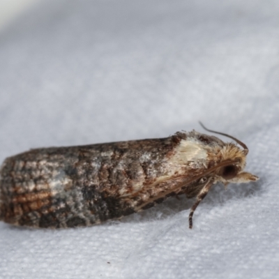 Cryptoptila immersana (A Tortricid moth) at Melba, ACT - 22 Jan 2021 by kasiaaus