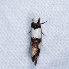 Monopis icterogastra (Wool Moth) at Melba, ACT - 21 Jan 2021 by kasiaaus