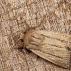 Leucania diatrecta (A Noctuid moth) at Melba, ACT - 21 Jan 2021 by kasiaaus