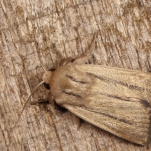 Leucania diatrecta at Melba, ACT - 22 Jan 2021