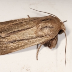 Leucania diatrecta at Melba, ACT - 22 Jan 2021