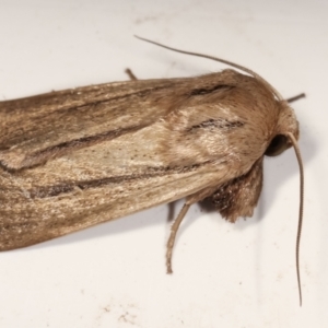 Leucania diatrecta at Melba, ACT - 22 Jan 2021