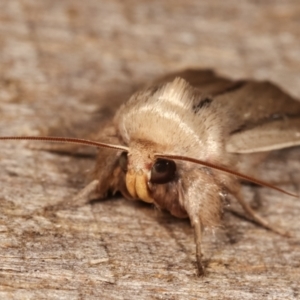 Leucania diatrecta at Melba, ACT - 22 Jan 2021