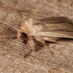 Leucania diatrecta at Melba, ACT - 22 Jan 2021