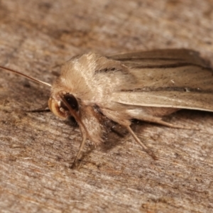 Leucania diatrecta at Melba, ACT - 22 Jan 2021