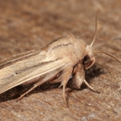 Leucania diatrecta at Melba, ACT - 22 Jan 2021 01:15 AM