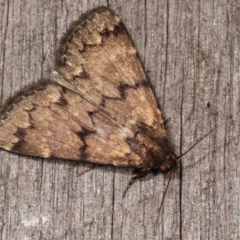 Mormoscopa phricozona (An Erebid Moth (Herminiinae) at Melba, ACT - 22 Jan 2021 by kasiaaus