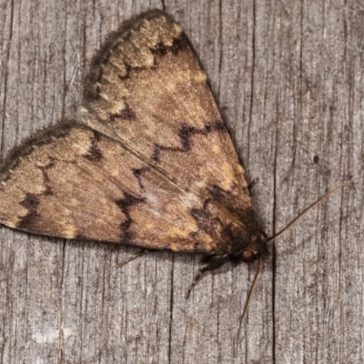 Mormoscopa phricozona (A Herminiid Moth) at Melba, ACT - 21 Jan 2021 by kasiaaus