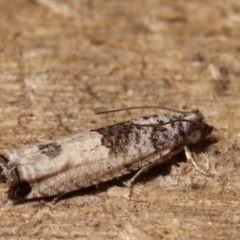 Spilonota constrictana (A Tortricid moth) at Melba, ACT - 22 Jan 2021 by kasiaaus