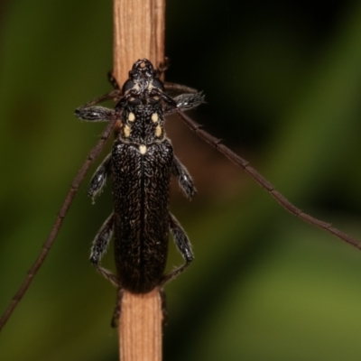 Strongylurus ceresioides (Longhorn beetle) at Melba, ACT - 21 Jan 2021 by kasiaaus