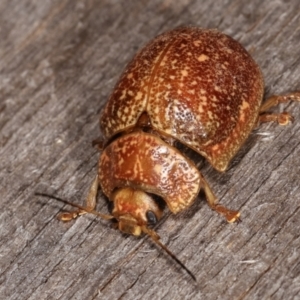 Paropsis variolosa at Melba, ACT - 22 Jan 2021 10:57 PM