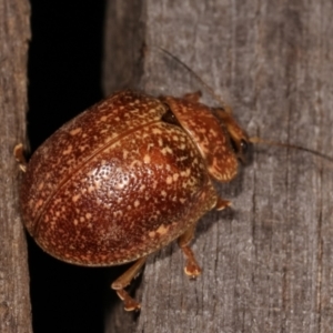 Paropsis variolosa at Melba, ACT - 22 Jan 2021 10:57 PM