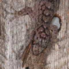 Christinus marmoratus at Melba, ACT - 22 Jan 2021 11:03 PM