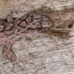 Christinus marmoratus at Melba, ACT - 22 Jan 2021