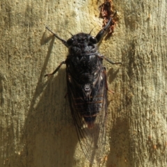 Pauropsalta mneme (Alarm Clock Squawker) at Black Mountain - 30 Jan 2021 by Christine