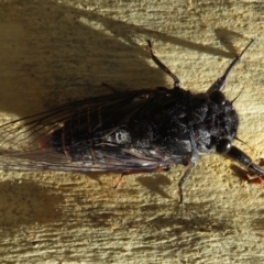 Pauropsalta mneme at Downer, ACT - 30 Jan 2021 12:52 PM