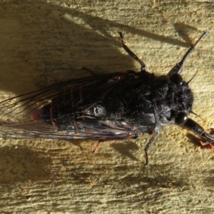 Pauropsalta mneme at Downer, ACT - 30 Jan 2021