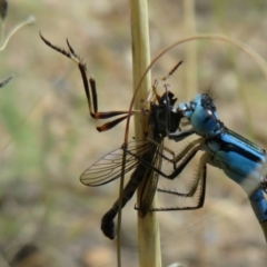 Leptogaster sp. (genus) (Robber fly) at Isabella Pond - 31 Jan 2021 by Christine