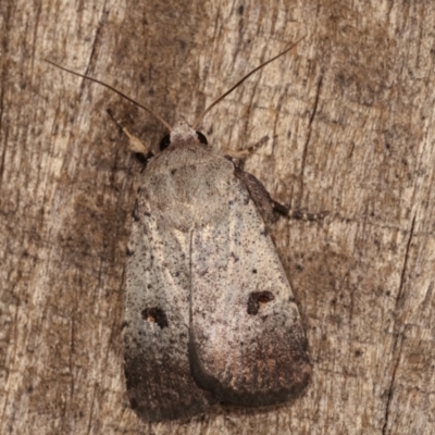 Proteuxoa tibiata (Horseshoe Noctuid) at Melba, ACT - 22 Jan 2021 by kasiaaus