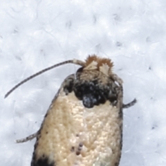 Pectinivalva commoni group undescribed species at Melba, ACT - 22 Jan 2021 11:13 PM