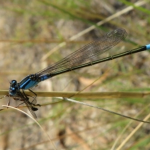 Ischnura heterosticta at Isabella Plains, ACT - 31 Jan 2021