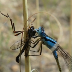 Ischnura heterosticta at Isabella Plains, ACT - 31 Jan 2021