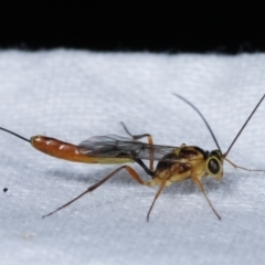 Ichneumonidae (family) (Unidentified ichneumon wasp) at Melba, ACT - 22 Jan 2021 by kasiaaus