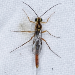 Ichneumonidae (family) at Melba, ACT - 22 Jan 2021