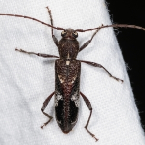 Phacodes personatus at Melba, ACT - 22 Jan 2021 11:07 PM