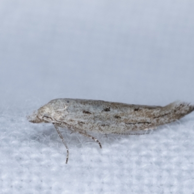 Gelechioidea (superfamily) (Unidentified Gelechioid moth) at Melba, ACT - 22 Jan 2021 by kasiaaus