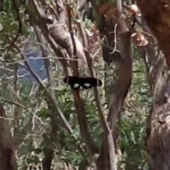 Papilio aegeus (Orchard Swallowtail, Large Citrus Butterfly) at Namadgi National Park - 31 Jan 2021 by RodDeb