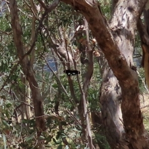 Papilio aegeus at Paddys River, ACT - 31 Jan 2021 01:56 PM